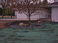 Hydroseeding &amp; Sod